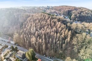 Luftansicht Wald