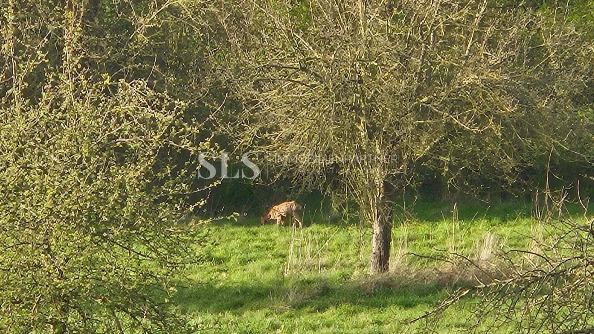 Rehe auf Obstwiese, über Fenster